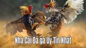 Nhà Cái Đá Gà Uy Tín Và Tiêu Chí Lựa Chọn Cho Người MớI