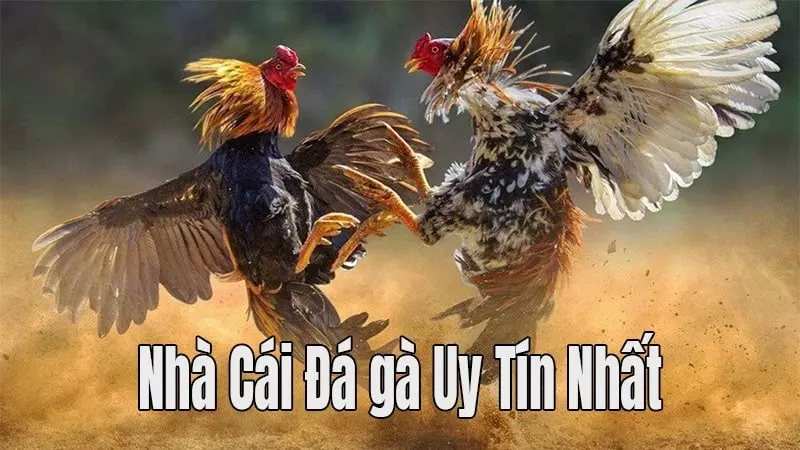 Nhà Cái Đá Gà Uy Tín Và Tiêu Chí Lựa Chọn Cho Người MớI